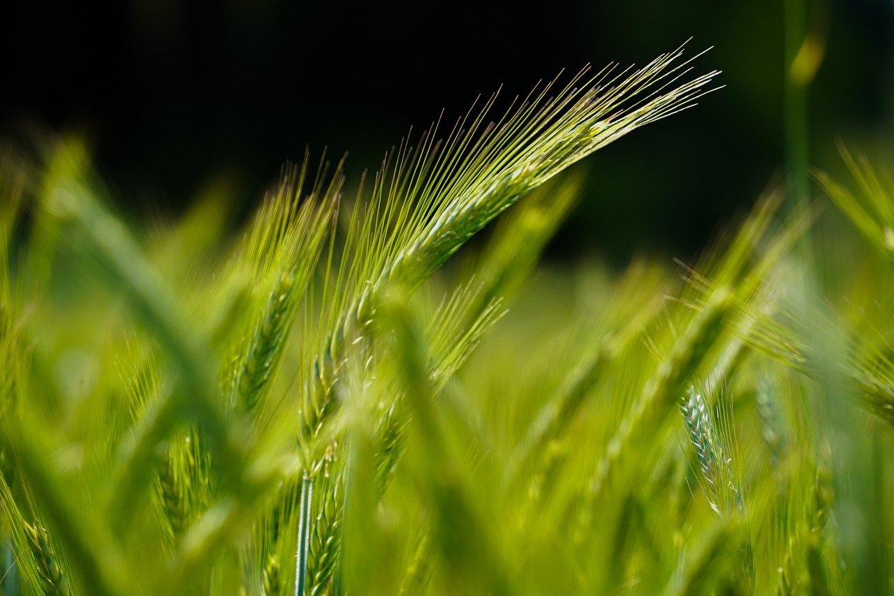 How to Cook with Whole Grains - Recipes and Tips